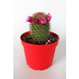 Mammillaria Spinosissima Lila Çiçekli Kaktüs Özel Tür 8.5 Saksıda