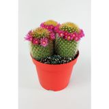 Mammillaria Spinosissima Taç Pembe Çiçekli Kaktüs 3 Adet Büyük Boy 12 Cm Kırmızı Saksıda