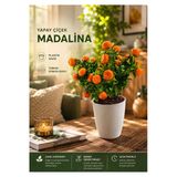 Mandora Yapay Mandalina Ağacı Beyaz Saksılı Dekoratif Bitki