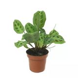 Maranta Leuconeura 'Kerchoveana' (Dua Çiçeği)