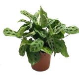 Maranta Leuconeura Kerchoveana 'variegata' Dua Çiçeği