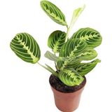 Maranta Leuconeura 'Lemon Lime' (Dua Çiçeği)