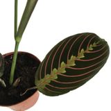 MARANTA - MARANTHA - DUA ÇİÇEĞİ (TEK KÖK)