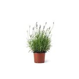 Marcalı Natural Bir Yaşında Köklenmiş Lavanta Fidanı Saksıda 10-20 cm