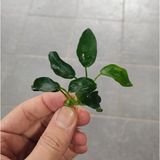 Marimo Scape Anubias Nana Petite 4-6 Yaprak Akvaryum Bitkisi Güçlü Kök Yapısı ile