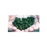 Marimo Scape Marimo Baby Mossball Yosun Topu 1 Adet 1cm