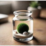 Marimo Scape Marimo Mossball 2-3 cm Canlı Bitki Bakımı Kolay Sempatik Dekoratif Hediye