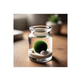 Marimo Scape Marimo Mossball Yosun Topu 2-3 Cm