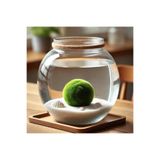Marimo Scape Marimo Mossball Yosun Topu 3-4 Cm