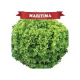 Maritima Kıvırcık Marul Tohumu Kaplı 100 Adet