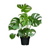 Mark Lab Deve Tabanı - Monstera Deliciosa 5 0 Cm