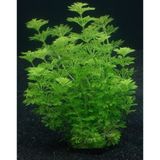 MarkEntegra 5 Dal Limpnophila Sessiliflora, Canlı Akvaryum Bitkisi