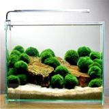 MarkEntegra Ithal Bitki Marimo Moss Ball 2-3cm Yosun Topu Canlı Bitki KOPY1-951512
