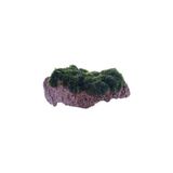 MarkEntegra Marimo Moss Rock Canlı Bitki