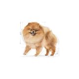 MarkEntegra Yetişkin Pomeranian Köpek Irk Maması 3 kg - Özel Formül