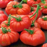 Marmande Domates Köy Tipi Tohumu +500