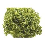 Marul Arapsaçı Kıvırcık Tohumu (10 Gr)