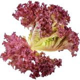 Marul Kırmızı Kıvırcık Çoklu Tohum - 5 Gram