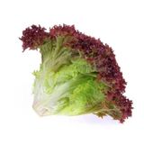 Marul Kırmızı Kıvırcık Marul Paketteki Adet 50