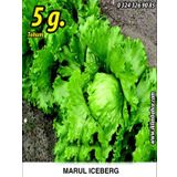 Marul Tohumu Iceberg - 5 G. (~ Takribi 2750 Tohum)