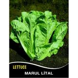 Marul Tohumu Lital - 25g (~ Takribi 13750 Tohum)