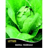 Marul Tohumu Yedikule 5701 - 25g (~ Takribi 13750 Tohum)