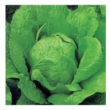 MARUL Tohumu Yerli YEDİKULE 5 gram