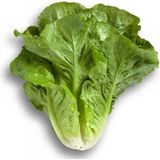 Marul Yedikule Çoklu Tohum - 5 Gram