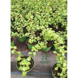Masa Ofis Çiçeği 1 Adet Saksılı Yeşim Çiçeği 10-15cm Crassula
