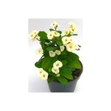 MASAL GARDEN Beyaz Euphorbia Milli 10-20 cm Dikenler Tacı