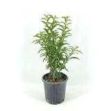 MASAL GARDEN MELİSA FİDANI KOLANYA ÇİÇEĞİ FİDANI