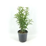 MASAL GARDEN MİS GİBİ KOKAN BALKON İÇİN UYGUN MELİSA PARFÜM ÇİÇEĞİ FİDANI