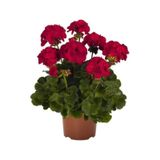 Mat Kırmızı Sardunya Çiçeği Fidanı 10-20 Cm