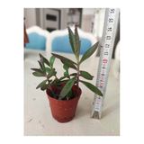 Mavi Aşkın Gözyaşı Çiçeği Fidanı 10-20 cm