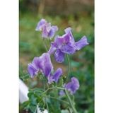Mavi Bezelye Çiçeği (Sweet Pea)