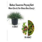 Mavi Çim 1 Adet Saksılı (10-20Cm)+Buz Çiçeği 10 Adet Bahçe Seti, BTS0106NA14