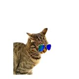 Mavi Çok Renkli Damla Model Kedi Köpek Gözlüğü