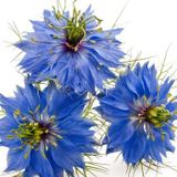 Mavi Çörek Otu Çiçeği Tohumu 15 Adet Tohum + Tohum