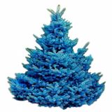 Mavi Ladin (picea Pungens) Ağacı Tohumu -1000 Adet