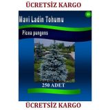 Mavi Ladin Tohumu 250 Adet Ağaç Tohumları Pice Pungens Kaibab