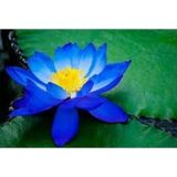 Mavi Lotus Çiçeği Tohum Nilüfer Çiçeği Tohumu Mavi Lotus Tohumu 6 Adet Tohum