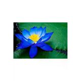 Mavi Lotus Çiçeği Tohum Nilüfer Çiçeği Tohumu Mavi Lotus Tohumu 8 Adet Tohum