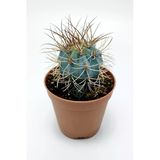 Mavi Melo Kaktüs Melocactus Azureus Türk Şapkası Kaktüsü