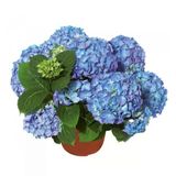 Mavi Ortanca Çiçeği Fidanı 10-20 Cm 1 Adet Saksıda