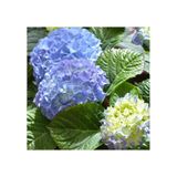 Mavi Ortanca Fidanı Hydrangea Mocnophylla 10-20 Cm