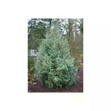 Mavi Servi Fidanı (Picea Pungens) 10-20 Cm
