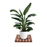 mavi trend Tekerleksiz Ahşap Saksı Altlığı Damacana Tüp Saksı Sehpası 30x30 Cm