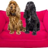 Mavi Vitrin Elite Köpek Yatağı Medium Orta Irklar Için 70X50 Cm