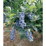 Mavi Yaban Mersini Meyve Fidanı 50-60cm 2 Adet