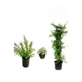 Mavi Yasemin+ Duranta+ Mezem Çiçeği Fidanı, SRD04022025BYB381